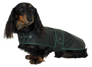 Water and Windproof Dachshund Hunter Coat tailored with Corduroy Collar
